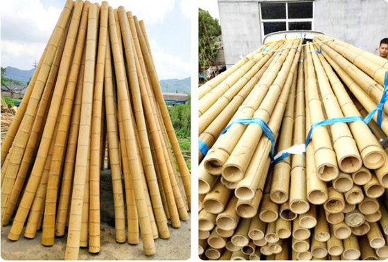 250cm أعمدة الخيزران الخام الخيزران حصص لمصنع الديكور