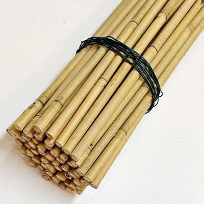 حصص دعم نبات الخيزران الطبيعي للنباتات الداخلية ، عصي الخيزران أعمدة حديقة الخيزران حصة 40 سم 595 سم