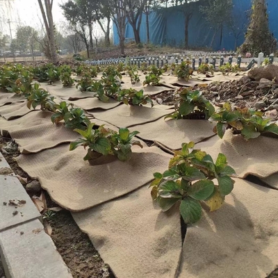 مسطح النباتات الطبيعي للجوت محميًا صديقًا للبيئة للنباتات المعبأة ، ديكور الحديقة ، زراعة البذور